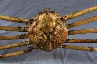 Japanese spider crab Collection Image, Figure 4, Total 5 Figures
